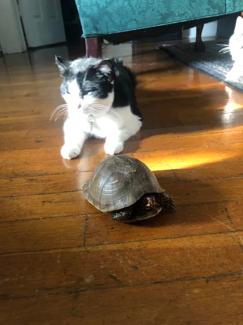 Compilation of my boi  being flat &lt;3