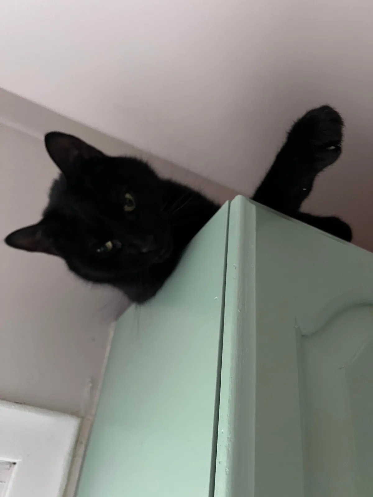 At only 4yo we had to say goodbye. You will always be the best, Bud.