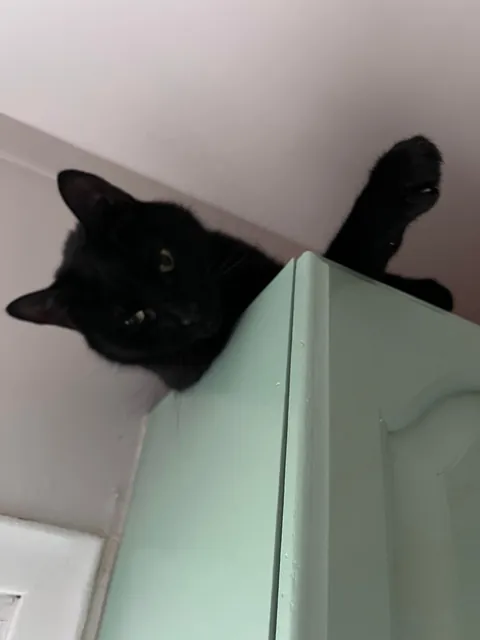 At only 4yo we had to say goodbye. You will always be the best, Bud.