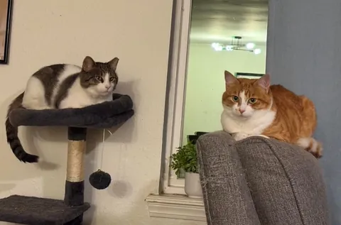 Slowly adopted by a stray