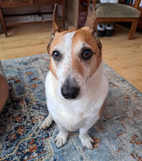Just a happy lad with silly ears