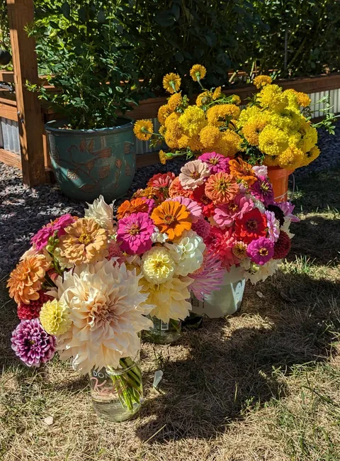 Three years ago I replaced my lawn with garden beds to cope with chronic illness and depression. What started as a hobby has grown into a small flower farm and a brighter chapter in my life.