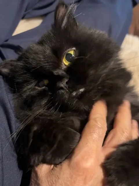 Dad and the cat he didn’t want😂