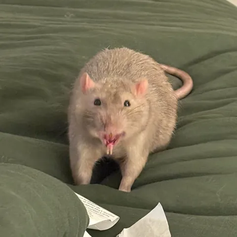 He tasted manflesh and now won't stop making this face :(