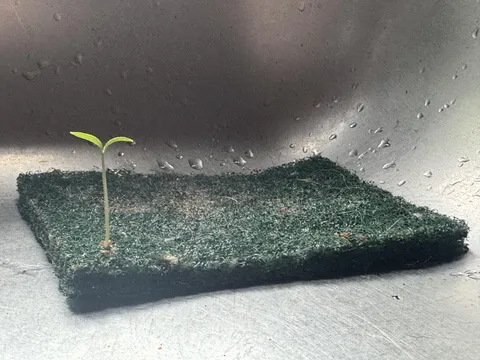 I accidentally sprouted a tomato seed on a green scrubby I use to clean my sink
