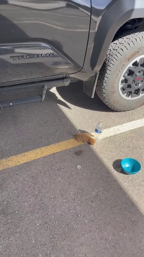 Rescued this 10 day old kitten that I found in my parking spot. Here’s the journey into the 3rd month. ..