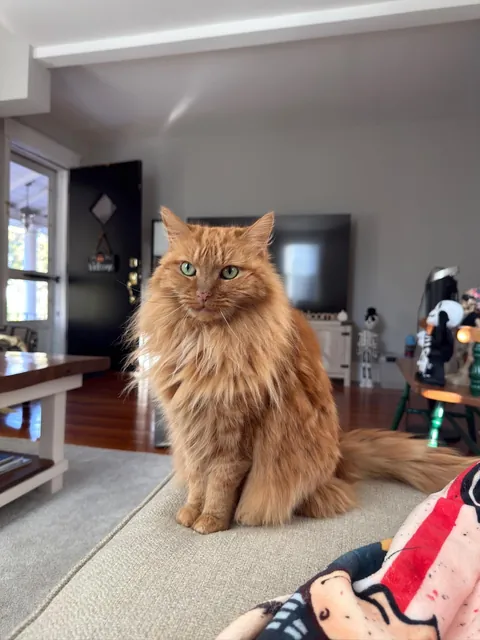 Melissa’s transformation from street cat to bougie cat