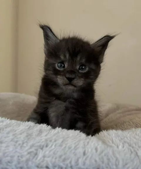 Théoden from 2 to 16 weeks old