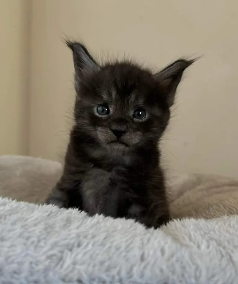 Théoden from 2 to 16 weeks old