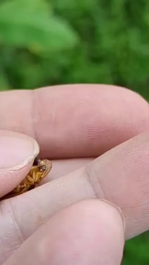 A Golden Tortoise Beetle
