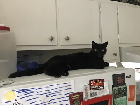 Tomorrow morning, I'll say goodbye to my friend of nearly 20 years 😢