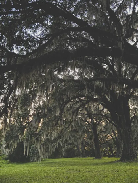 🔥Grove of Live Oaks
