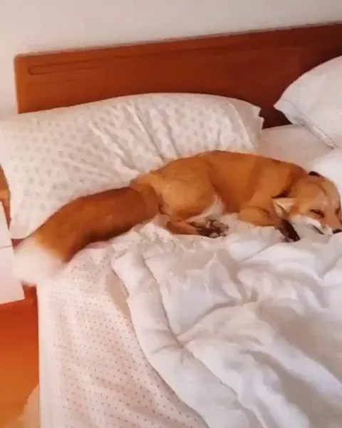 He's proud of his tail