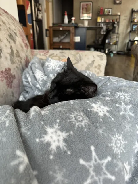 Found him left in the garbage. Hes been grateful ever since