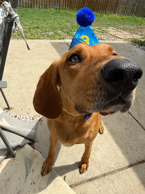 Boop the Bambi 👆🏻