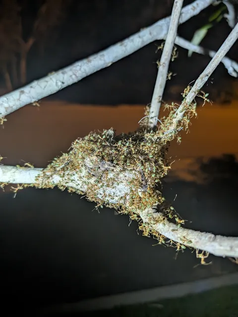 A difference of 24 hours (Willy Wagtail chicks and Green Ants) 