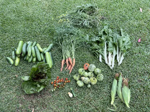 Not a bad haul for a pretty bad gardener, just wanted to share