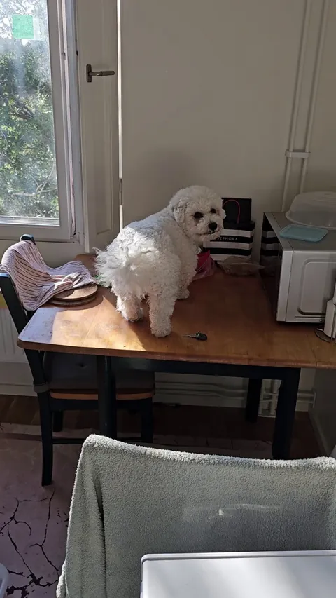 Completely shameless.