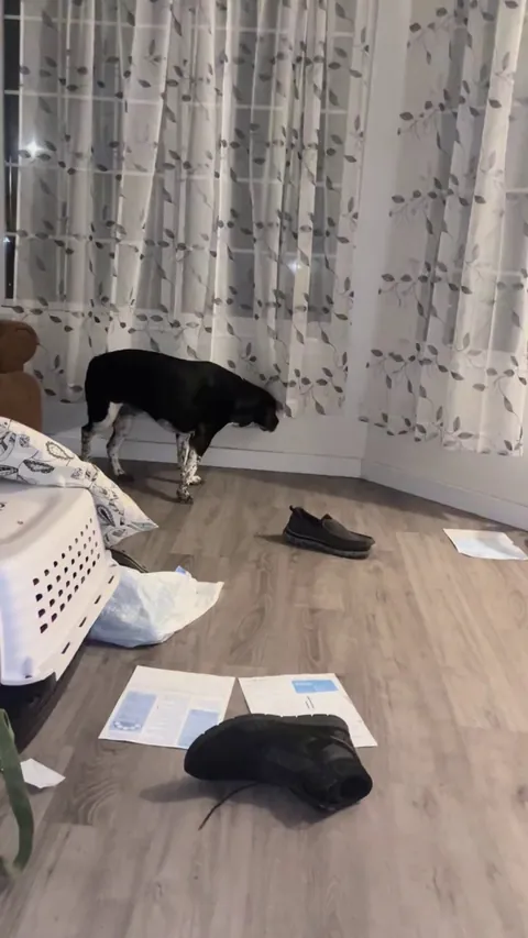 Here’s my dog derping under the curtains she likes to tickle herself on them