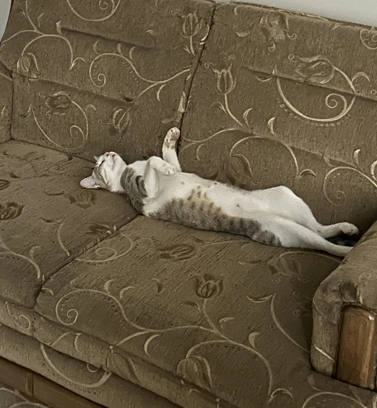 Rescued a stray cat last Tuesday and she started to sleep like this