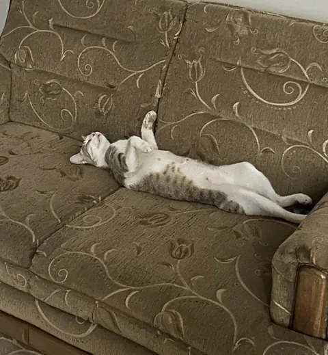 Rescued a stray cat last Tuesday and she started to sleep like this