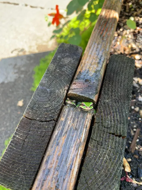 These silly guys have been a highlight of my summer 🐸