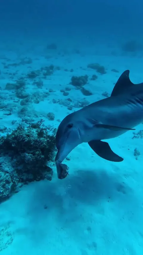🔥 Wild dolphin playing with a pufferfish!