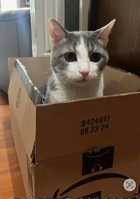 We know they’re obsessed with them, so show me your cats in boxes!