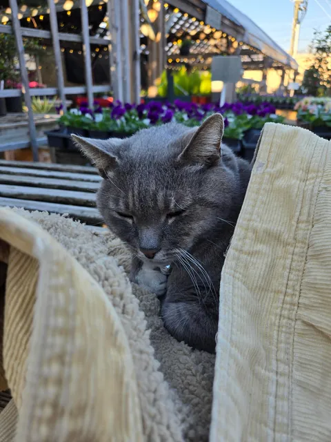 Someone wrapped up the cat at my local garden shop and left their jacket.