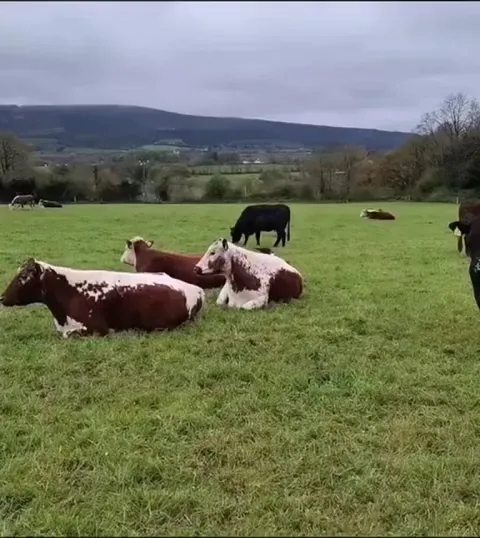Lavender had no problem leaving this jackdaw take some of her hair!