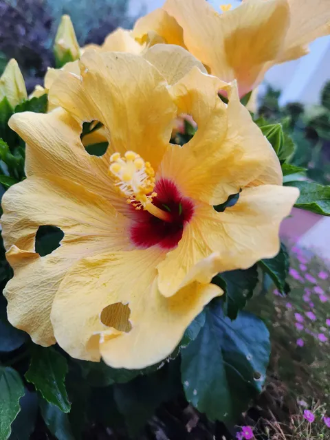 Weird oddly-perfect holes in my gf's flower