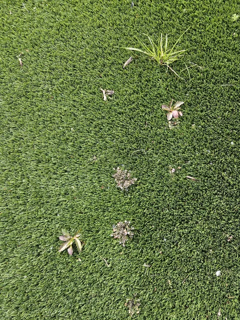 These weeds are growing directly out of a fake lawn at my kids school