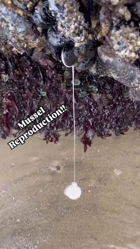 Mussel reproduction