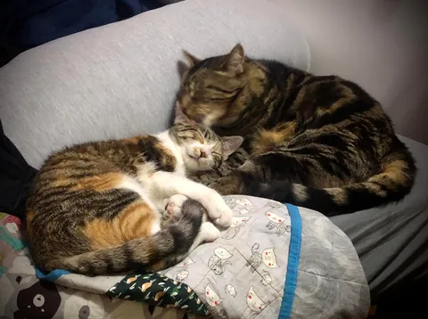 My senior cat has bonded with the new kitten and it’s the most adorable thing