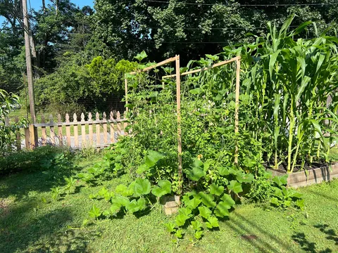 Turned my depression into a front yard garden