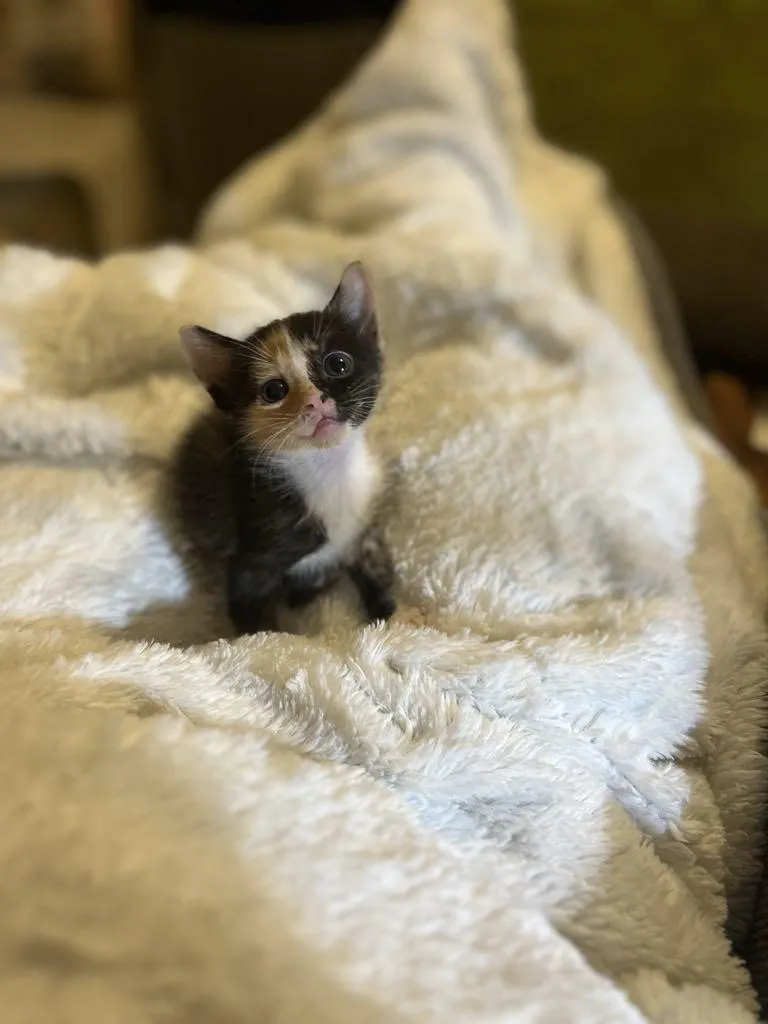 Roommate found a kitten while picking up trash