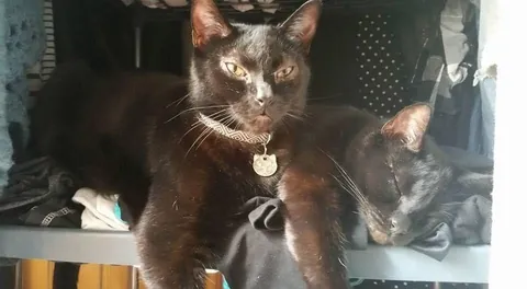 A tribute to my special boy, Blackjack 💔