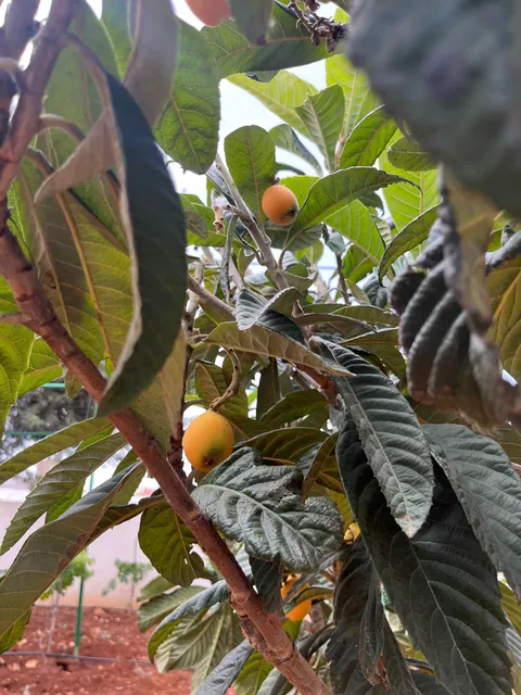 Everything my fruit garden produced this year. I’m so grateful 