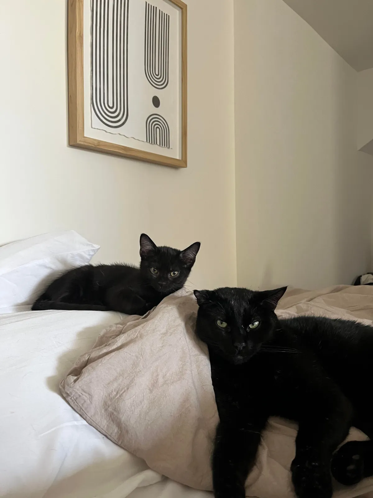 Two weeks without you 🐈‍⬛