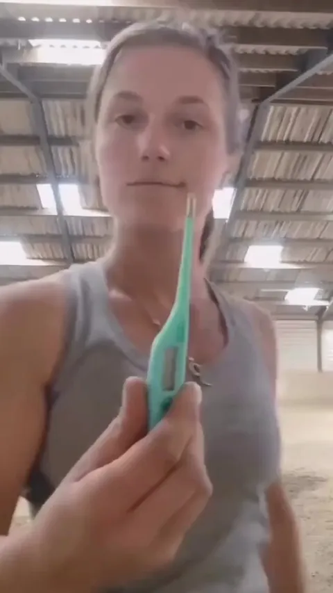 How to take a horse's temperature