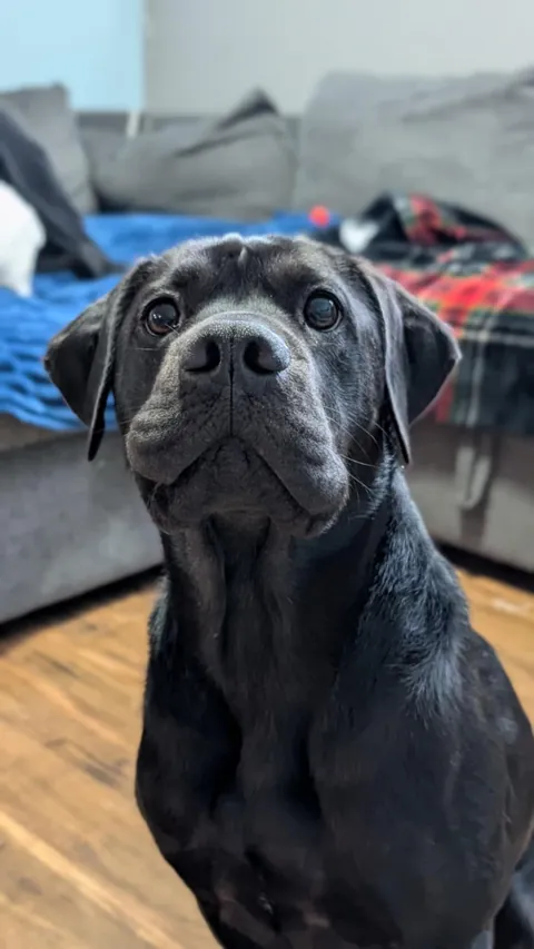 Cute and chaotic pupper girl