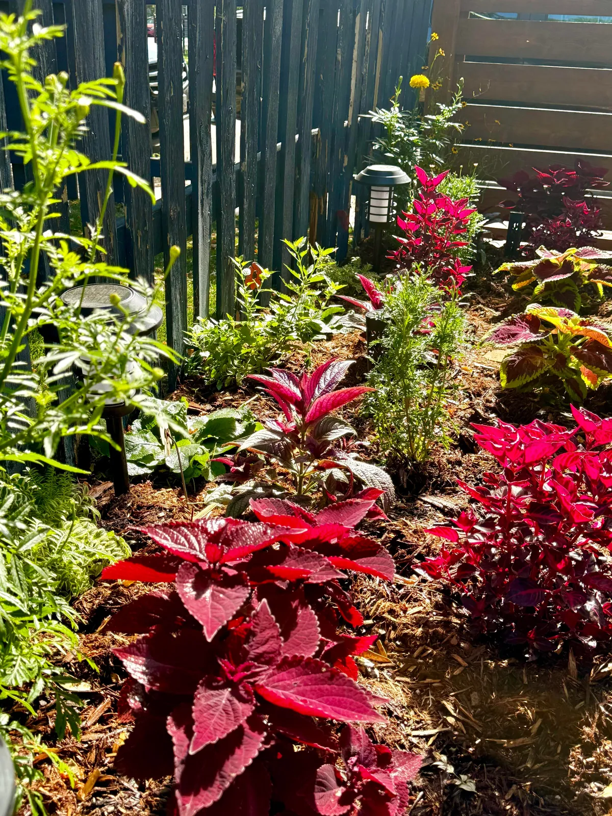 My 2nd year gardening, and I’m proud to share ‘em!