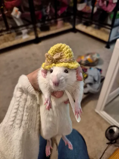 The cutest rats with hats!
