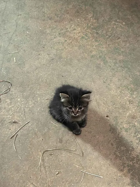 Smol kitten