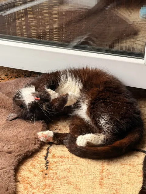 My perfect foster Dziadek passed away. He was so full of life despite the years as a neglected stray.