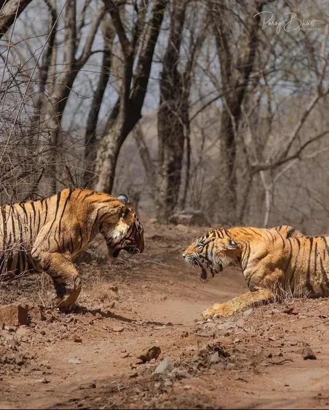Two tigresses, Noor and Sultana, fight over territory.