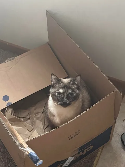What are the nicknames of your cats that have devolved into nonsense over time? I’ll go first.