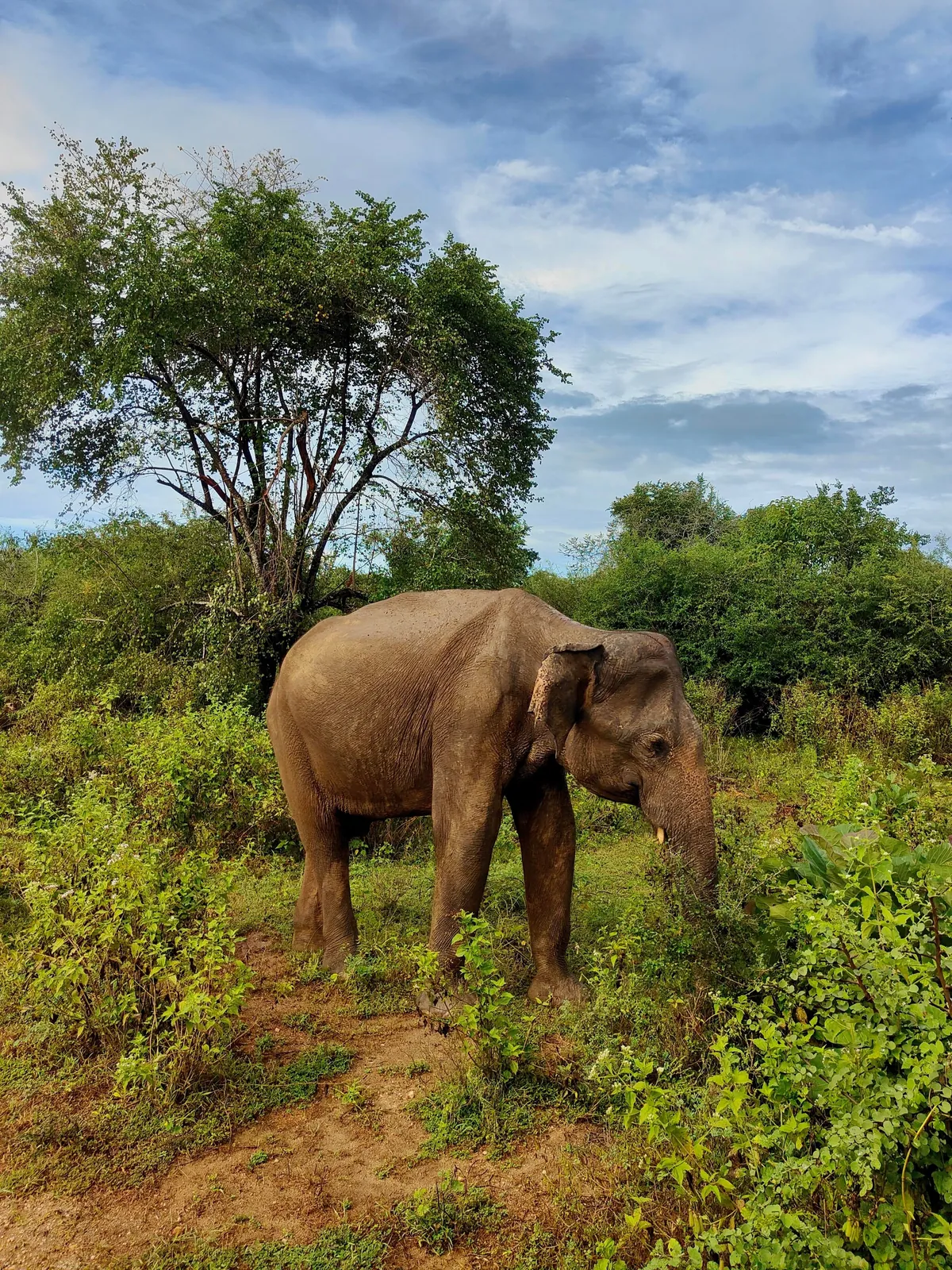 Sri Lanka : sun, tuk-tuks and mild disappointments.