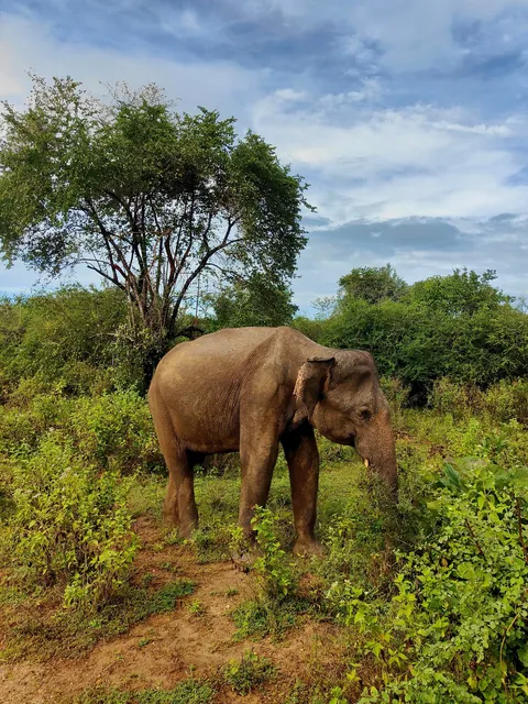 Sri Lanka : sun, tuk-tuks and mild disappointments.
