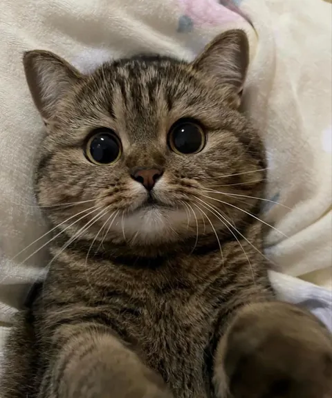 Is this cuteness even legal?